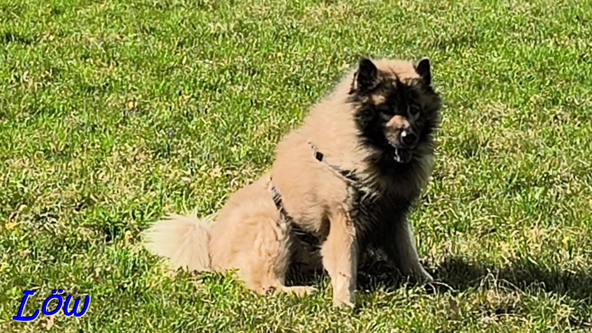 8.4.2025 - Dwix, der Boss